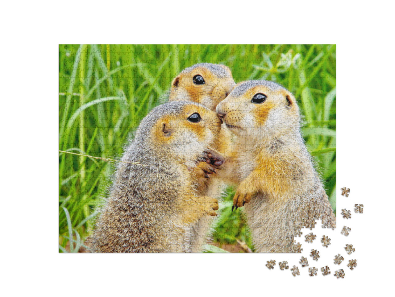 Funny Cute Loving Gophers Sitting in a Meadow on a Warm S... Jigsaw Puzzle with 1000 pieces