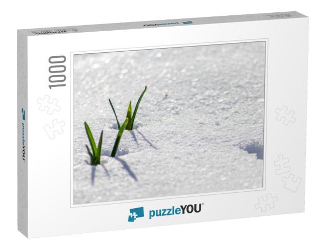 The Winter Ends & the Springtime Shows Fresh Green & Snow... Jigsaw Puzzle with 1000 pieces