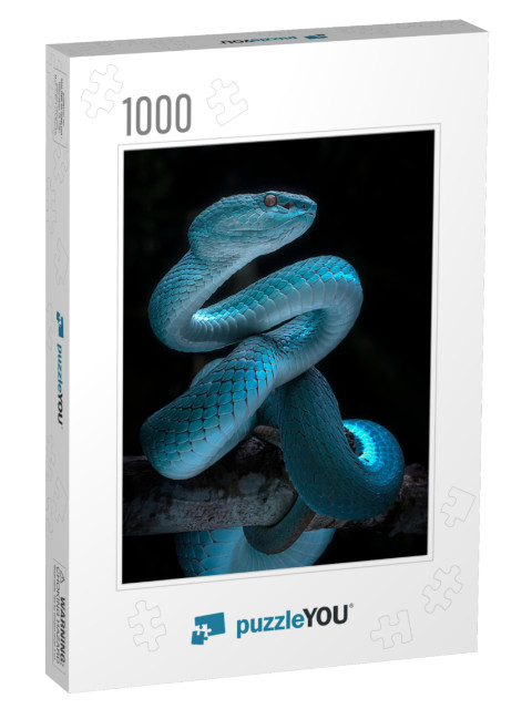 Venomous Viper Snake - Reptile/Snake Photo Series... Jigsaw Puzzle with 1000 pieces