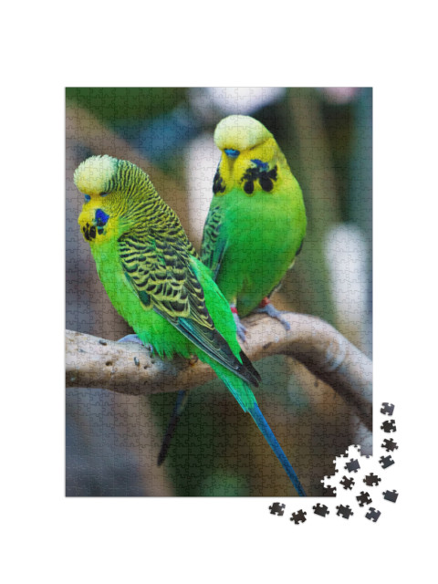 Two Budgerigars Parrot Birds Nicknamed the Budgie or the... Jigsaw Puzzle with 1000 pieces