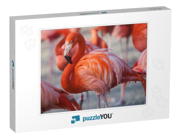 Flock of Pink Caribbean Flamingos in Water... Jigsaw Puzzle