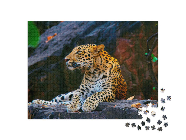 Indian Leopard, Panthera Pardus Fusca, Ranthambhore Tiger... Jigsaw Puzzle with 1000 pieces