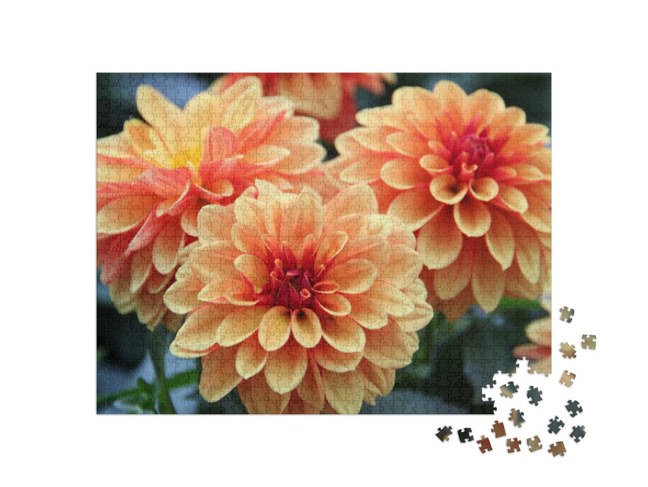 Dahlia Flower Are Colorful & Orange... Jigsaw Puzzle with 1000 pieces