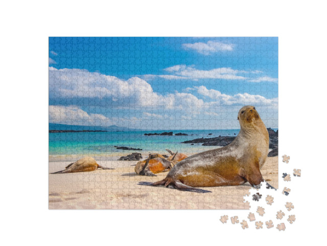 Ecuador. the Galapagos Islands. Seals Are Sleeping on the... Jigsaw Puzzle with 1000 pieces