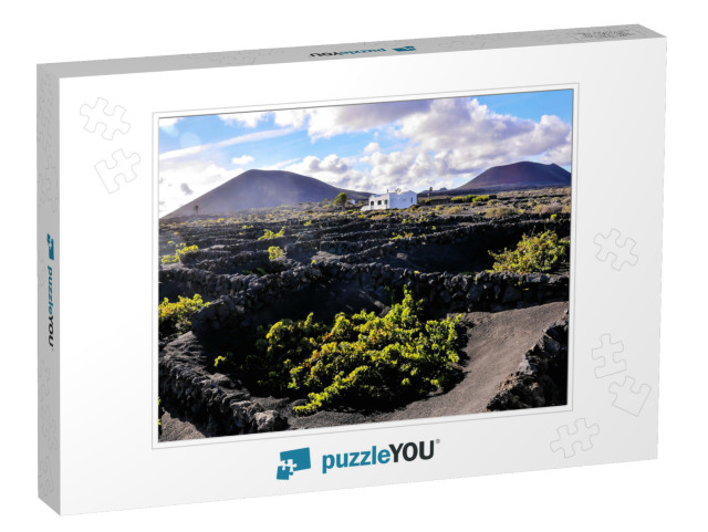 Vineyards in La Geria Lanzarote Canary Islands Spain... Jigsaw Puzzle