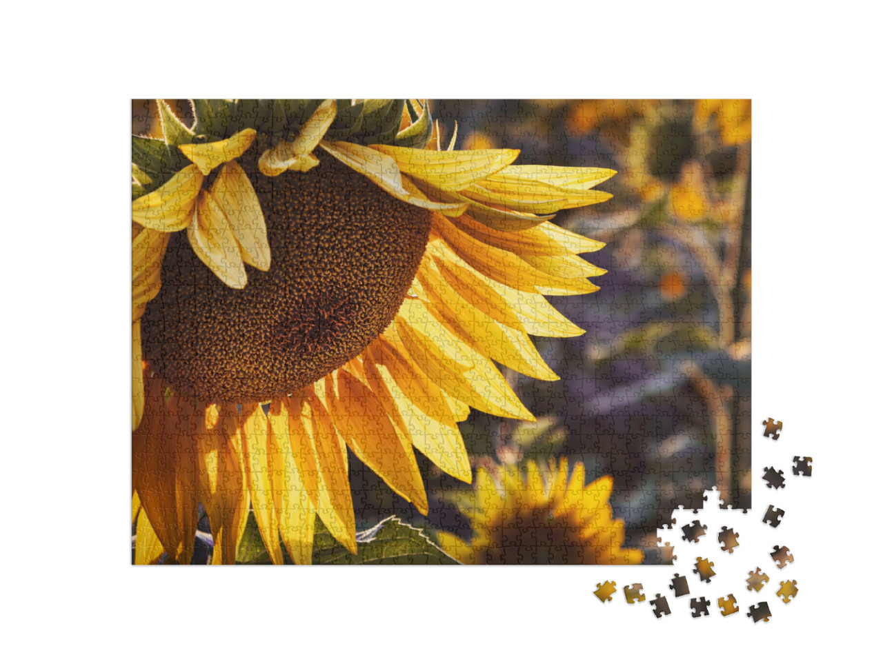 Yellow Sunflower in the Sunset Light. Close-Up. Sunflower... Jigsaw Puzzle with 1000 pieces