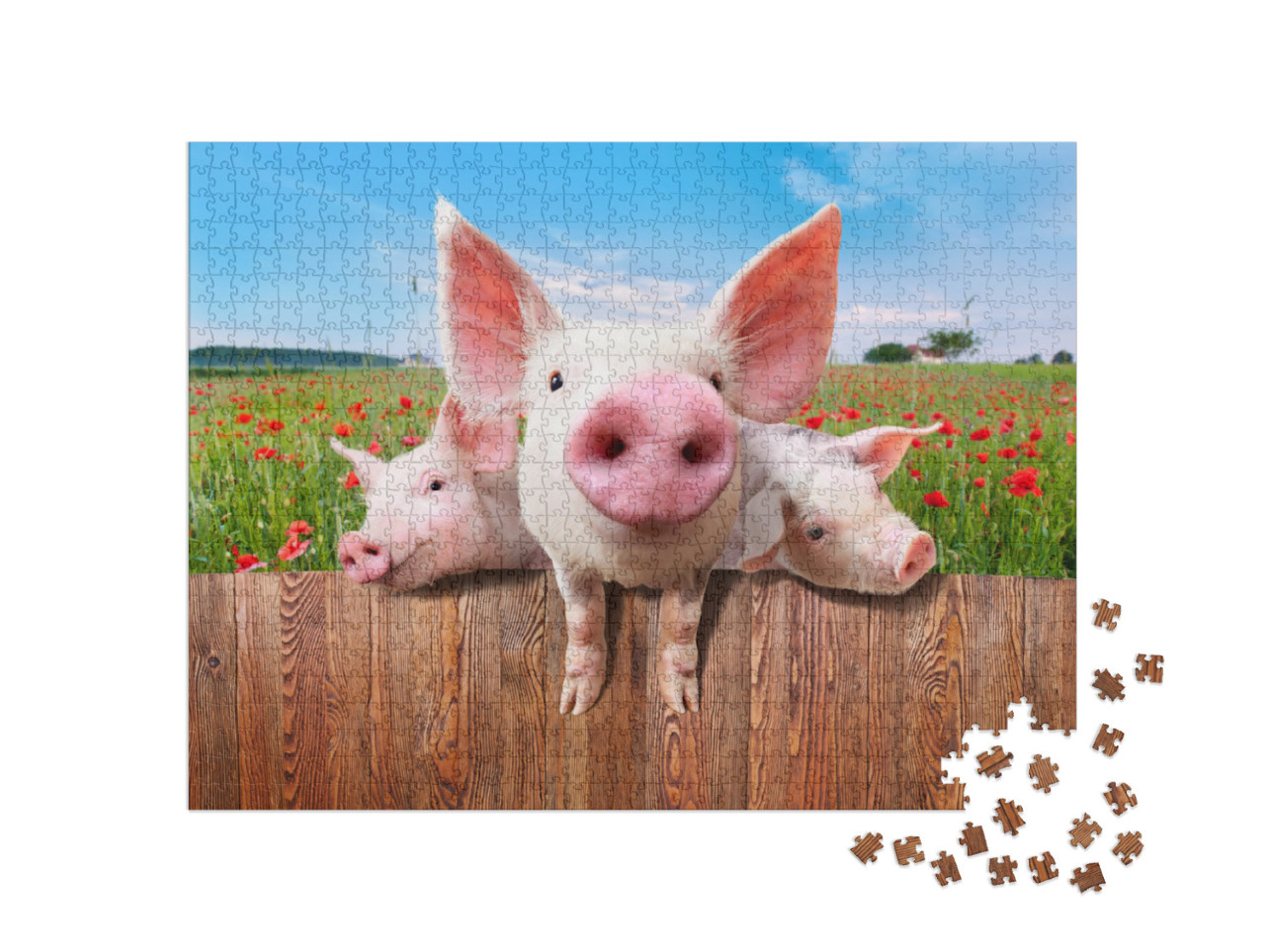 Young Pigs on the Farm Looking Over the Fence... Jigsaw Puzzle with 1000 pieces