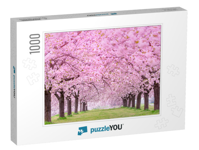 Beautiful Cherry Blossoms. Japan Obuse-Machi, Nagano Pref... Jigsaw Puzzle with 1000 pieces