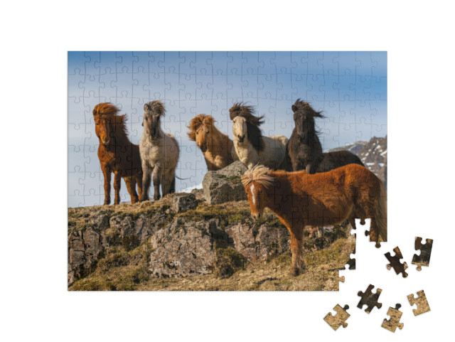 Icelandic Horses. the Icelandic Horse is a Breed of Horse... Jigsaw Puzzle with 200 pieces