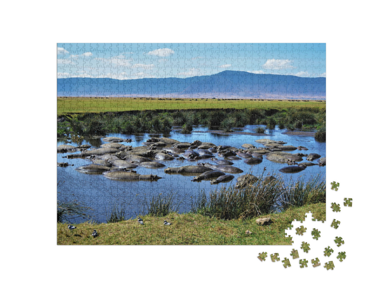 Hippo Pool, Ngorongoro Crater, Tanzania... Jigsaw Puzzle with 1000 pieces