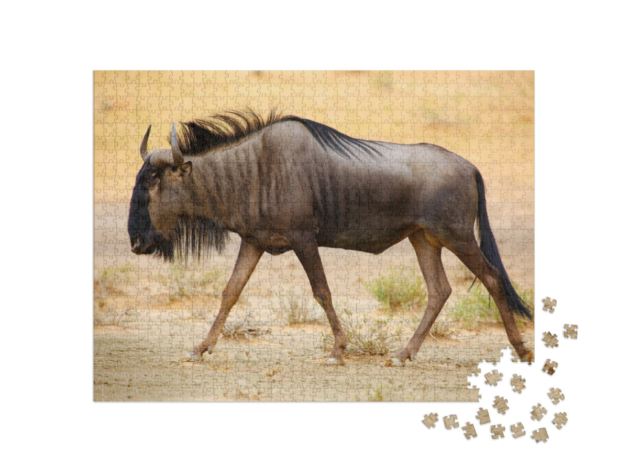 The Blue Wildebeest Connochaetes Taurinus is Walking in t... Jigsaw Puzzle with 1000 pieces