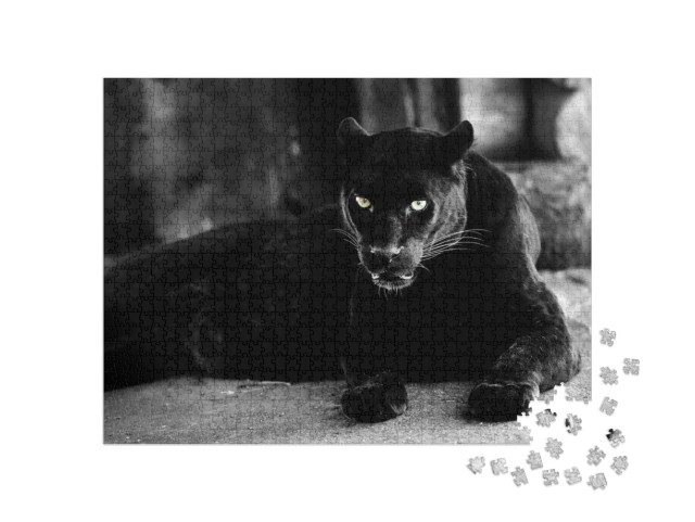 Beautiful Black Panther. Big Cat. Animal World... Jigsaw Puzzle with 1000 pieces