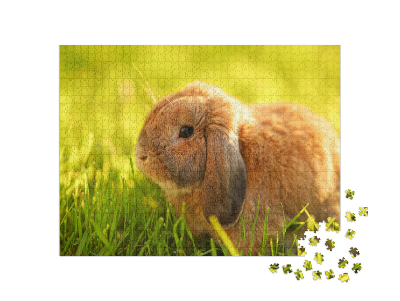 Little Lop-Eared Rabbit Sits on the Lawn. Dwarf Rabbit Br... Jigsaw Puzzle with 1000 pieces