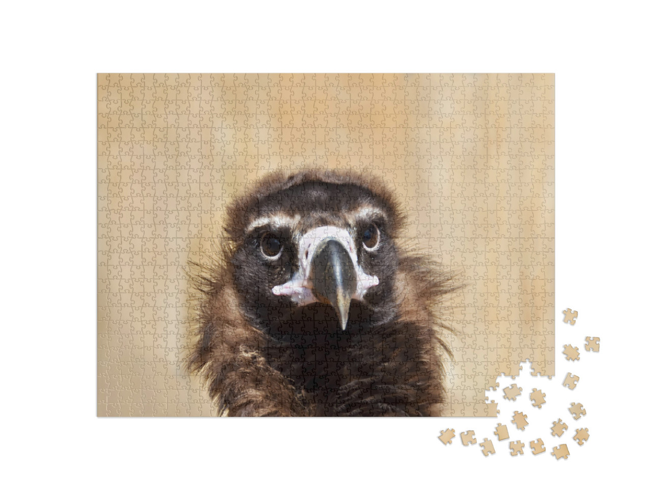 Portrait of a Cinereous Vulture Aegypius Monachus, Also C... Jigsaw Puzzle with 1000 pieces