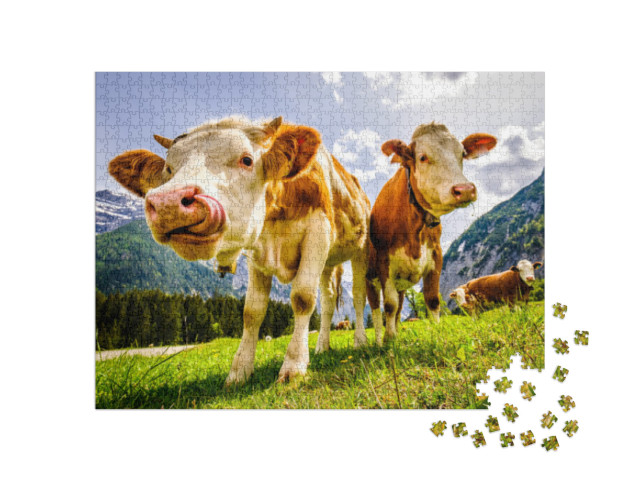 Nice Cows At the Eng Alm in Austria... Jigsaw Puzzle with 1000 pieces