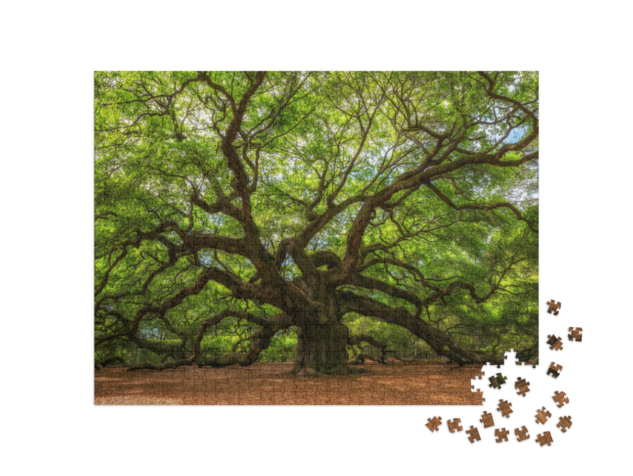 Angle Oak Tree in Johns Island, South Carolina... Jigsaw Puzzle with 1000 pieces