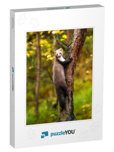 European Pine Marten  Marten Searching for Food... Jigsaw Puzzle
