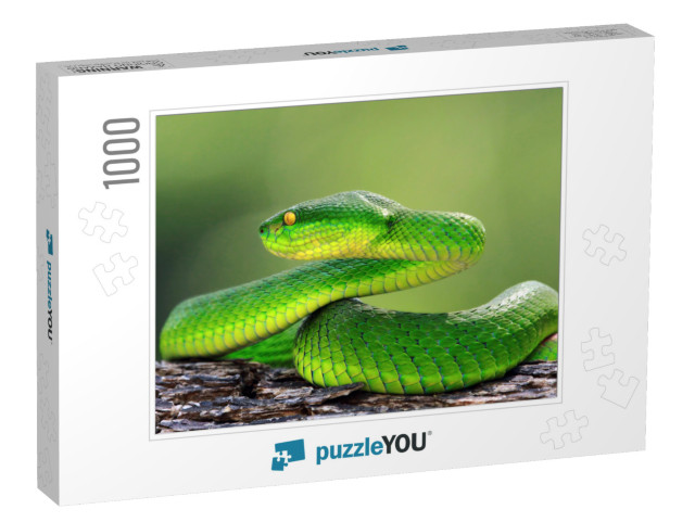 Green Viper Snake on Branch, Trimeresuru Albolabris... Jigsaw Puzzle with 1000 pieces