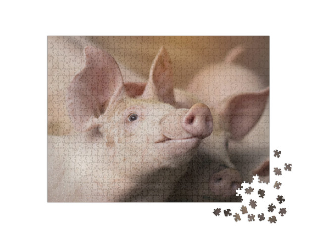 Piglet Waiting Feed. Pig Indoor on a Farm Yard in Thailan... Jigsaw Puzzle with 1000 pieces