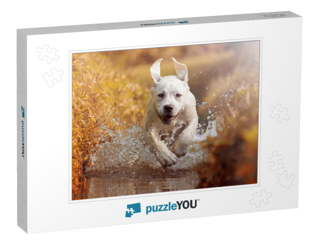 A Young Labrador Retriever Dog is Running Through a River... Jigsaw Puzzle
