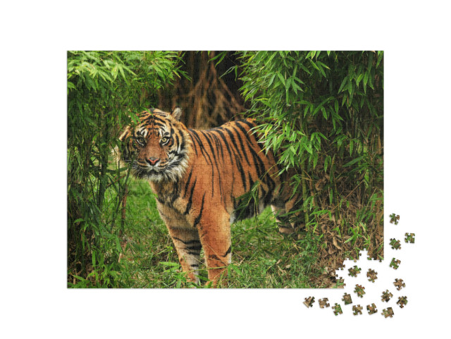 Scary Looking Male Royal Bengal Tiger Staring Towards the... Jigsaw Puzzle with 1000 pieces