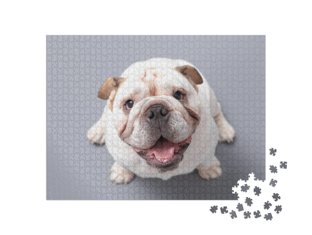 British Bulldog Puppy Looking Up Isolated Against a Grey... Jigsaw Puzzle with 1000 pieces