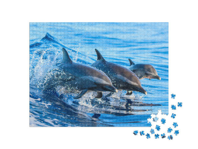 A Spotted Dolphin Family Leaping Out of the Clear Blue Ha... Jigsaw Puzzle with 1000 pieces