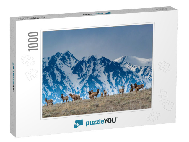 Herd of Elk Grazing with Backdrop of Snowy Teton Mountain... Jigsaw Puzzle with 1000 pieces