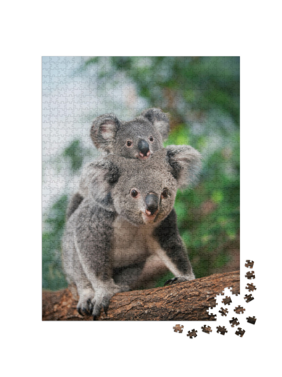 Koala, Phascolarctos Cinereus, Female Carrying Young on I... Jigsaw Puzzle with 1000 pieces