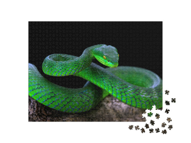 Green Albolaris Snake Front View with Black Background, A... Jigsaw Puzzle with 1000 pieces