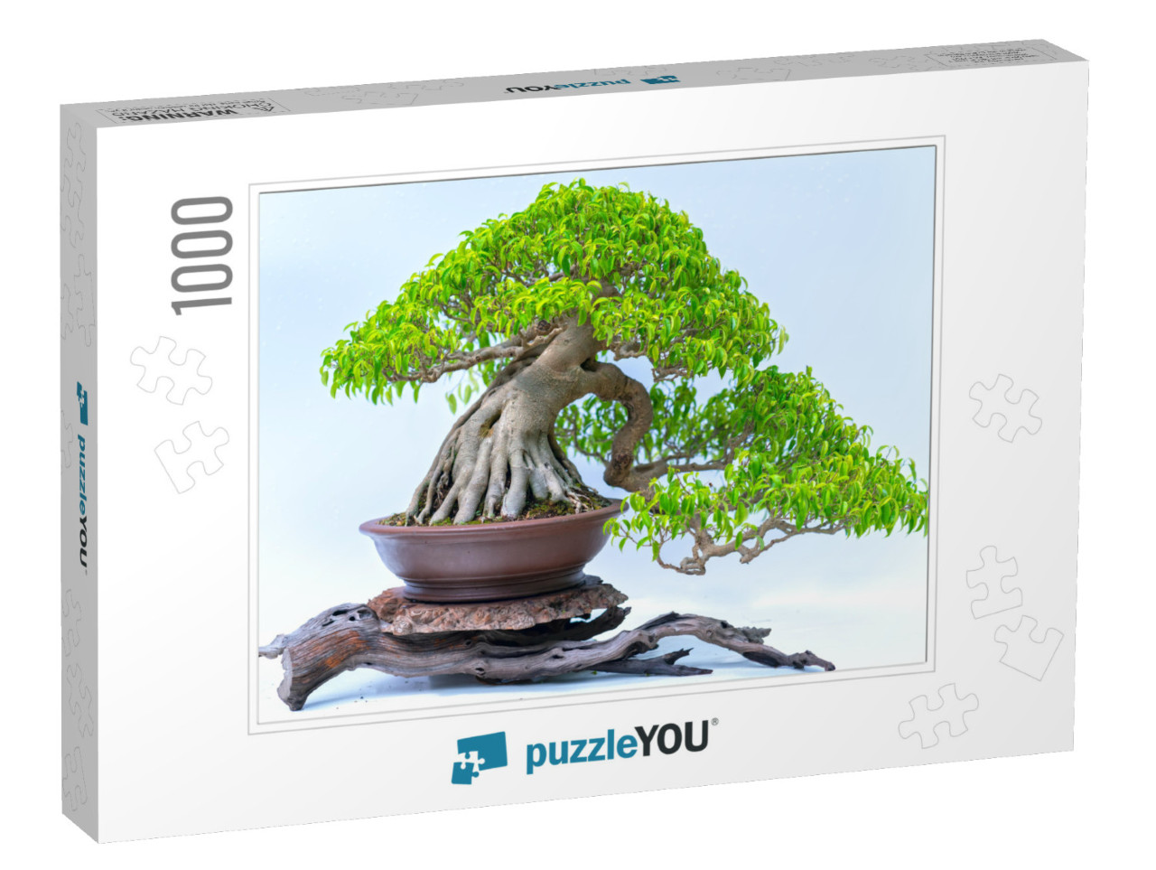 Green Old Bonsai Tree Isolated on White Background in a P... Jigsaw Puzzle with 1000 pieces