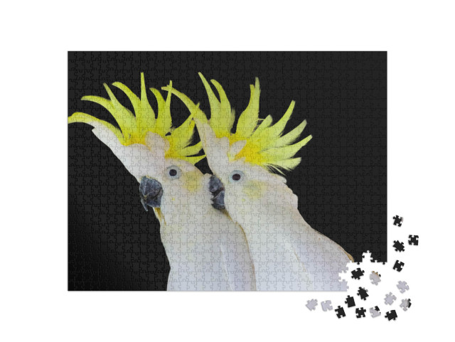 Greater Sulphur-Crested Cockatoo Isolated on Black Backgr... Jigsaw Puzzle with 1000 pieces