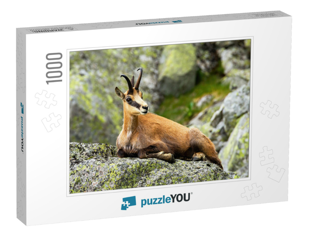 Calm Tatra Chamois, Rupicapra Rupicapra, Lying Down on a... Jigsaw Puzzle with 1000 pieces