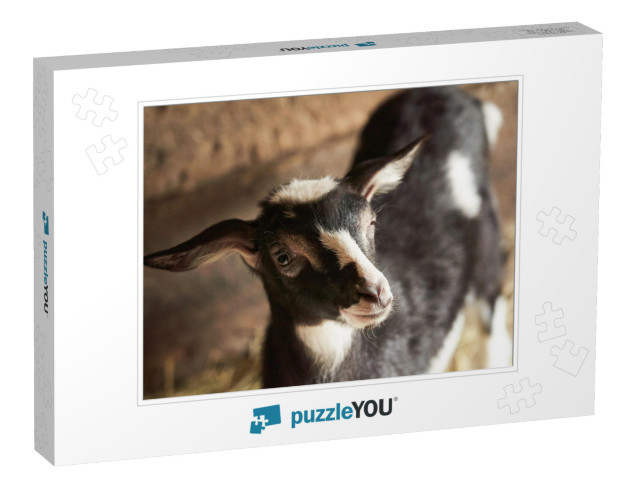 Black & White Goat in Barn. Domestic Dwarf Goat in the Fa... Jigsaw Puzzle