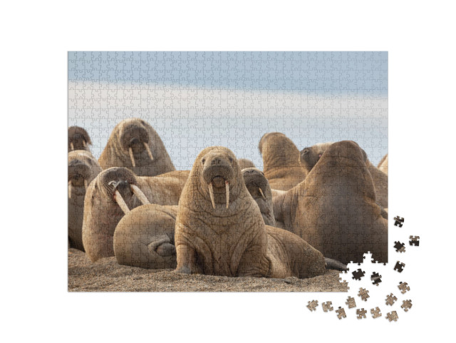 Walrus on Sand Beach, Svalbard... Jigsaw Puzzle with 1000 pieces