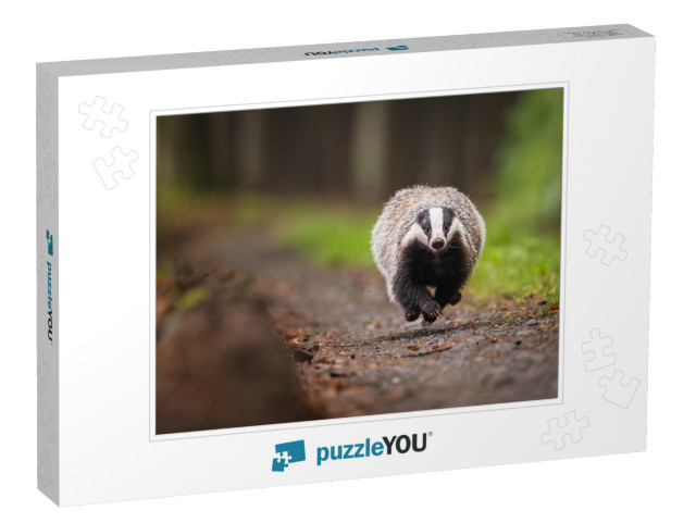 European Badger Running on a Forest Path. Wet & Gloomy Af... Jigsaw Puzzle