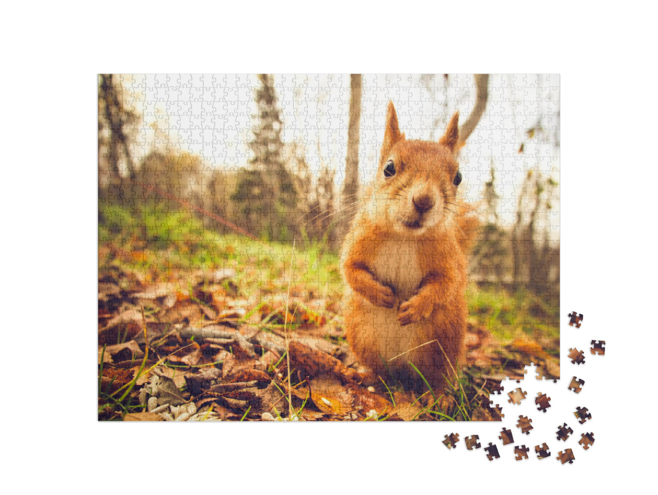 Squirrel Red Fur Funny Pets Autumn Forest on Background W... Jigsaw Puzzle with 1000 pieces