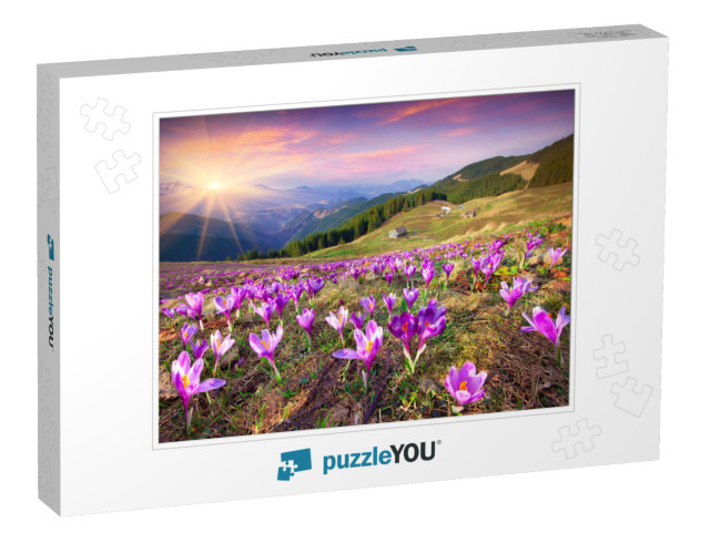 Blossom of Crocuses At Spring in the Mountains. Colorful... Jigsaw Puzzle