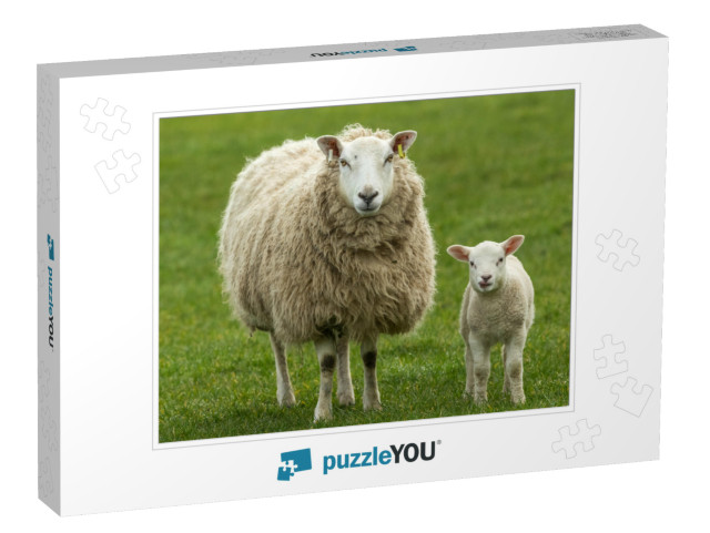 Ewe, a Female Sheep with Her Young Lamb, Both Facing Forw... Jigsaw Puzzle