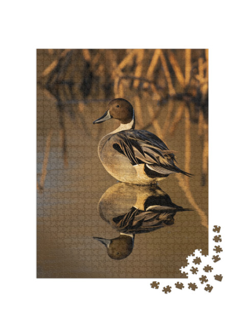 Northern Pintailed Duck in Golden Light with Reeds in the... Jigsaw Puzzle with 1000 pieces