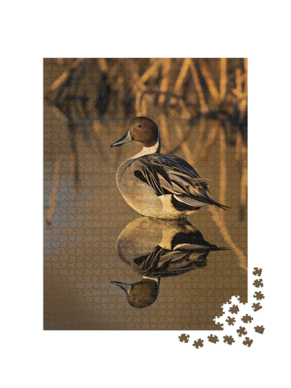 Northern Pintailed Duck in Golden Light with Reeds in the... Jigsaw Puzzle with 1000 pieces