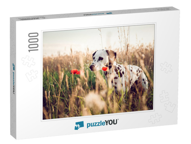 Cute Dalmatian Dog in a Cornfield... Jigsaw Puzzle with 1000 pieces