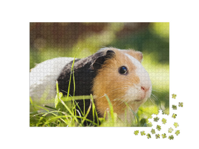 Guinea Pig Cavia Porcellus is a Popular Household Pet... Jigsaw Puzzle with 1000 pieces