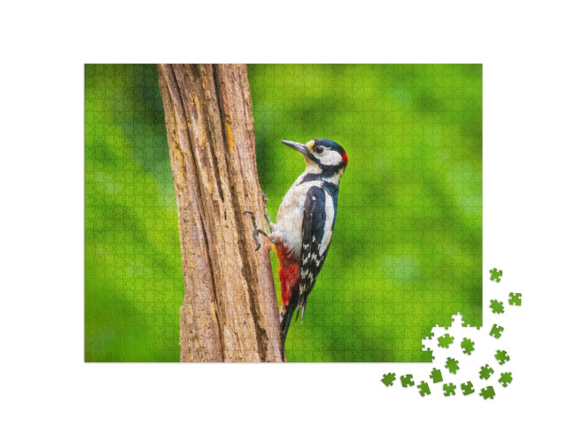 Closeup of a Great Spotted Woodpecker Bird, Dendrocopos M... Jigsaw Puzzle with 1000 pieces