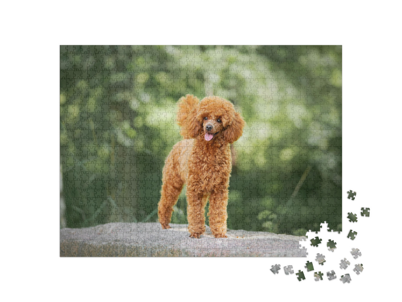 Miniature Poodle Puppy Standing on the Rock... Jigsaw Puzzle with 1000 pieces