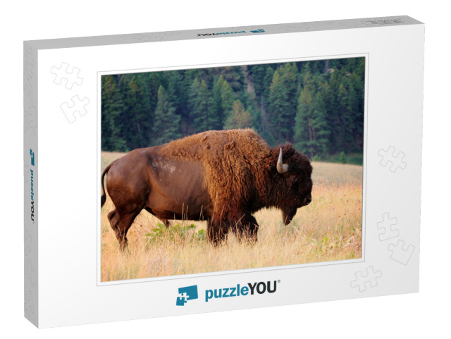 American Bison Buffalo Side Profile Early Morning in Mont... Jigsaw Puzzle