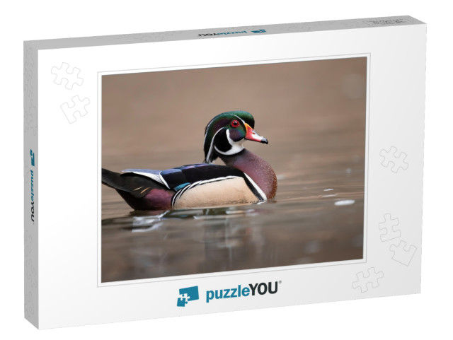 A Wood Duck in Pennsylvania... Jigsaw Puzzle