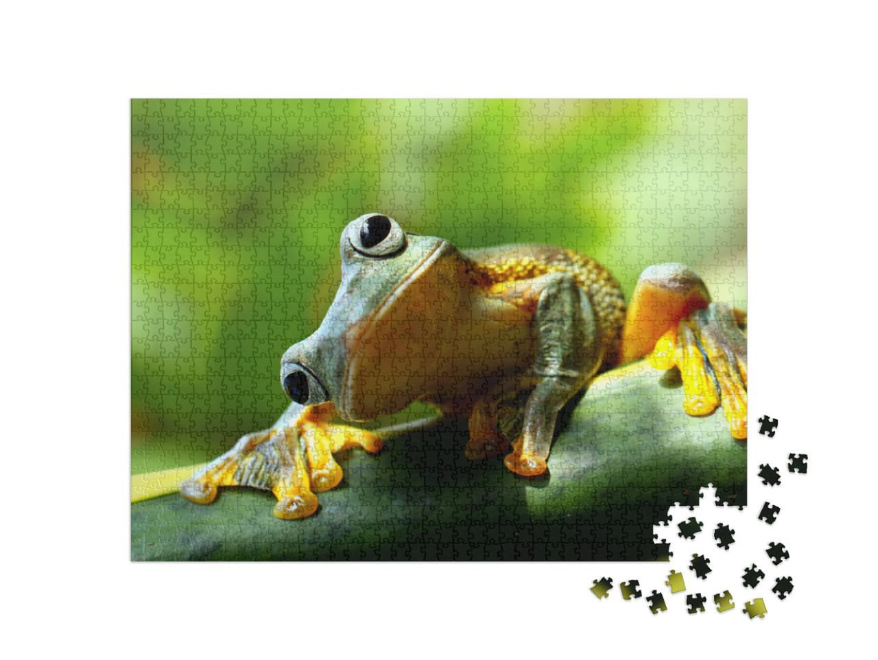 Frog... Jigsaw Puzzle with 1000 pieces