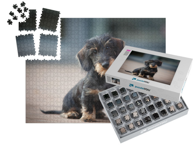 Cute & Shy Wire-Haired Miniature Dachshund Puppy Posing f... | SMART SORTED® | Jigsaw Puzzle with 1000 pieces