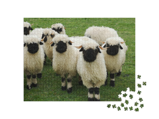 A Herd of White Sheep with a Black Beak, Nose & Ears. Wal... Jigsaw Puzzle with 1000 pieces